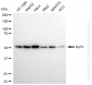 KD-Validated Anti-KLF4 Rabbit Monoclonal Antibody