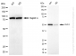KD-Validated Anti-KLF4 Rabbit Monoclonal Antibody