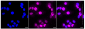 KD-Validated Anti-DDB2 Rabbit Monoclonal Antibody