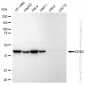 KD-Validated Anti-DDB2 Rabbit Monoclonal Antibody