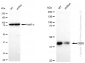 KD-Validated Anti-DDB2 Rabbit Monoclonal Antibody