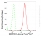 KD-Validated Anti-MAP2K1 Rabbit Monoclonal Antibody