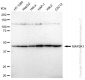 KD-Validated Anti-MAP2K1 Rabbit Monoclonal Antibody