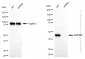 KD-Validated Anti-MAP2K1 Rabbit Monoclonal Antibody