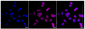 KD-Validated Anti-MAP2K1 Rabbit Monoclonal Antibody