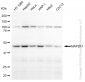 KD-Validated Anti-MAP2K1 Rabbit Monoclonal Antibody