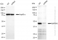 KD-Validated Anti-MAP2K1 Rabbit Monoclonal Antibody
