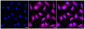 KD-Validated Anti-MAP2K3 Rabbit Monoclonal Antibody