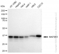 KD-Validated Anti-MAP2K3 Rabbit Monoclonal Antibody