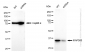 KD-Validated Anti-MAP2K3 Rabbit Monoclonal Antibody