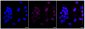 KD-Validated Anti-MAP3K7 Rabbit Monoclonal Antibody