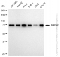 KD-Validated Anti-MAP3K7 Rabbit Monoclonal Antibody