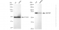 KD-Validated Anti-MAP3K7 Rabbit Monoclonal Antibody