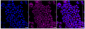 KD-Validated Anti-Complement C3 Rabbit Monoclonal Antibody