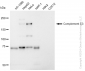 KD-Validated Anti-Complement C3 Rabbit Monoclonal Antibody