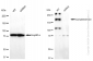 KD-Validated Anti-Complement C3 Rabbit Monoclonal Antibody