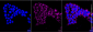 KD-Validated Anti-FURIN Rabbit Monoclonal Antibody