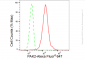 KD-Validated Anti-PAK2 Rabbit Monoclonal Antibody