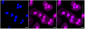 KD-Validated Anti-PAK2 Rabbit Monoclonal Antibody
