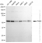 KD-Validated Anti-PAK2 Rabbit Monoclonal Antibody