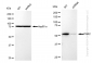 KD-Validated Anti-PAK2 Rabbit Monoclonal Antibody