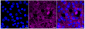 KD-Validated Anti-Paxillin Rabbit Monoclonal Antibody