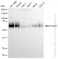KD-Validated Anti-Paxillin Rabbit Monoclonal Antibody