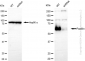 KD-Validated Anti-Paxillin Rabbit Monoclonal Antibody