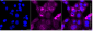 KD-Validated Anti-PKM2 Rabbit Monoclonal Antibody