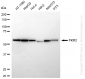 KD-Validated Anti-PKM2 Rabbit Monoclonal Antibody