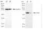 KD-Validated Anti-PKM2 Rabbit Monoclonal Antibody