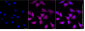 KD-Validated Anti-OGT Rabbit Monoclonal Antibody