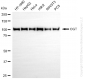 KD-Validated Anti-OGT Rabbit Monoclonal Antibody
