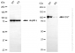 KD-Validated Anti-OGT Rabbit Monoclonal Antibody