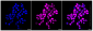 KD-Validated Anti-SMARCE1 Rabbit Monoclonal Antibody