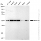 KD-Validated Anti-SMARCE1 Rabbit Monoclonal Antibody