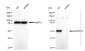KD-Validated Anti-SMARCE1 Rabbit Monoclonal Antibody