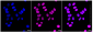 KD-Validated Anti-p150 CAF1 Rabbit Monoclonal Antibody