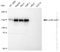 KD-Validated Anti-p150 CAF1 Rabbit Monoclonal Antibody