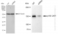 KD-Validated Anti-p150 CAF1 Rabbit Monoclonal Antibody