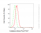 KD-Validated Anti-Catalase Rabbit Monoclonal Antibody