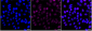 KD-Validated Anti-Catalase Rabbit Monoclonal Antibody