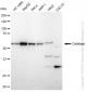 KD-Validated Anti-Catalase Rabbit Monoclonal Antibody