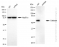 KD-Validated Anti-Catalase Rabbit Monoclonal Antibody