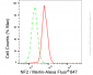 KD-Validated Anti-NF2 / Merlin Rabbit Monoclonal Antibody
