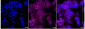 KD-Validated Anti-NF2 / Merlin Rabbit Monoclonal Antibody