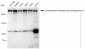 KD-Validated Anti-Chromodomain helicase DNA binding 4 Rabbit Monoclonal Antibody