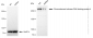 KD-Validated Anti-Chromodomain helicase DNA binding 4 Rabbit Monoclonal Antibody