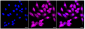 KD-Validated Anti-CHMP2B Rabbit Monoclonal Antibody