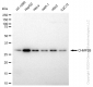 KD-Validated Anti-CHMP2B Rabbit Monoclonal Antibody
